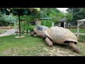 Giant Tortoises At Full Speed