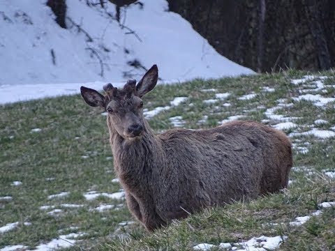 RÖHRENDER (BELLENDER)  HIRSCH IM FRÜHLING