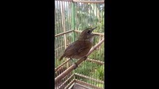 Download lagu Si kecil yang melengking#Jongkangan mp3 Download lagu Si kecil yang melengking#Jongkangan mp3