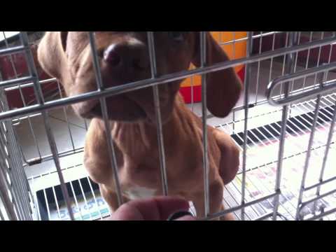 mohd abdul bari.... pet store/bhills rd14/hyderabad