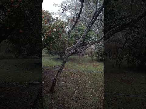 Chovendo em pleno inverno, mês de junho, no NO goiano, Água Fria de Goiás.