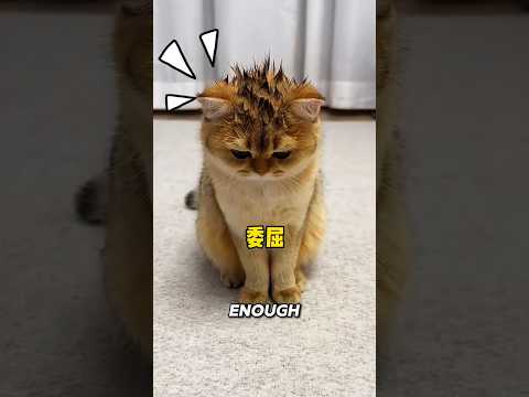 The Youngest Cat Demanded Fairness 🐱 #Shorts #Cats