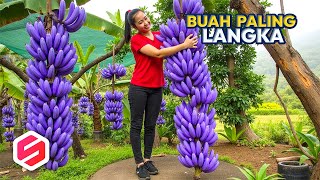 Download lagu HANYA TINGGAL 1 DI DUNIA!! Ini 7 Buah Paling Langka di Dunia mp3
