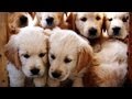 Golden Retriever Puppies Week 7 Very Cute
