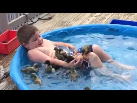 Best of 2015 Cute Funny Animals   YouTube