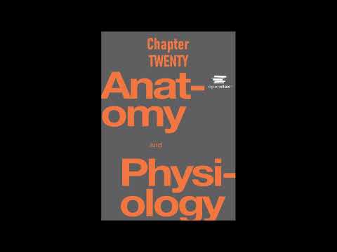 OpenStax Anatomy And Physiology Audiobook Chapter 20 - Read Along