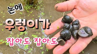 자연산 우렁이가 잡아도 잡아도 또 나온다 논에서 우렁이가