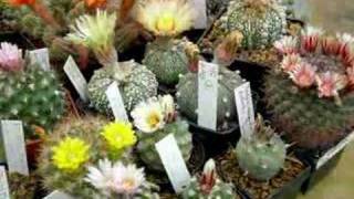Divers fleurs de cactus