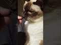 Treat time for Charlie my Chocolate Point Siamese Cat