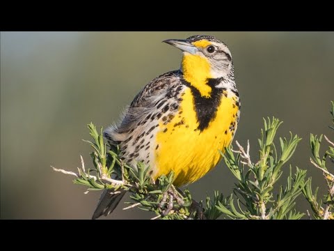 The World's Most Beautiful Bird Songs - Part Two