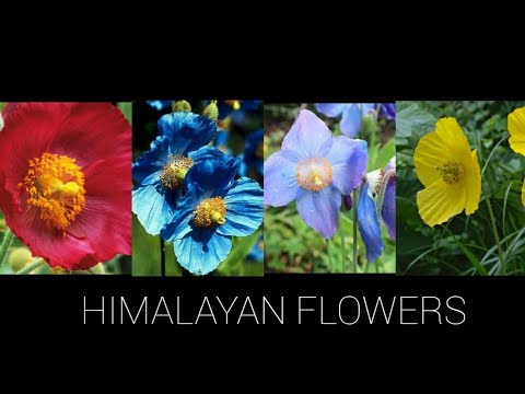 Himalayan flowers | Meconopsis family | Sameen Kazmi786