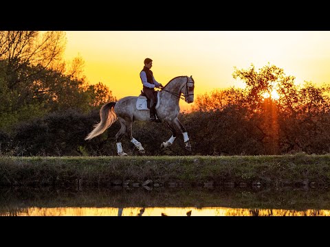 **SOLD** Charismatic Lusitano stallion suitable for amateur riders (REF#586)