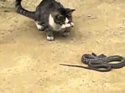 cat and snake fight