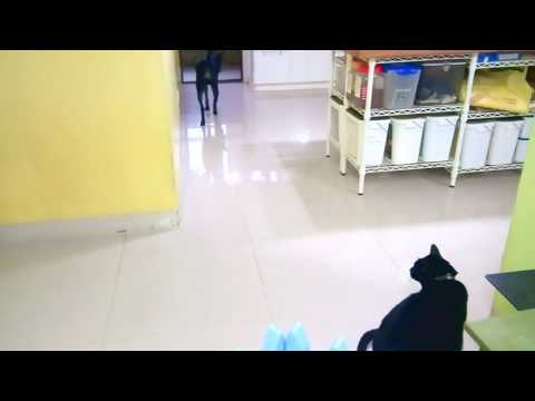 Anina gets along with cat.