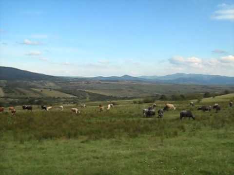 la rascruce intre laz,rosia,salajeni