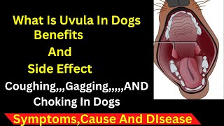 Do Dogs Have Uvulas What Is Uvula Coughing, Gagging and Choking in Dogs Symptoms, Causes, and trea