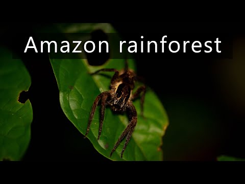 Dark night in the Amazon rainforest - Nature sounds