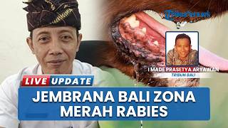 Waspada Gigitan HPR di Jembrana Bali, 1200 Vial Vaksin Digunakan Dinas Kesos Tiap Bulannya