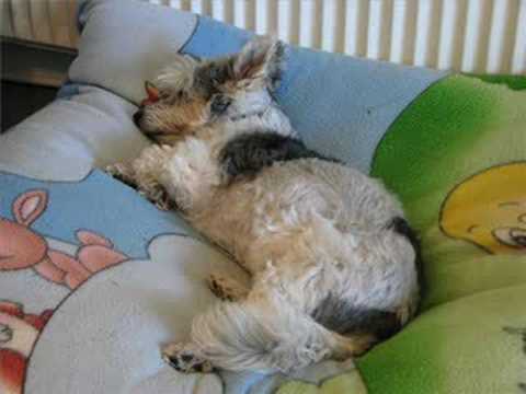 Raul Malo: Sweet Dreams