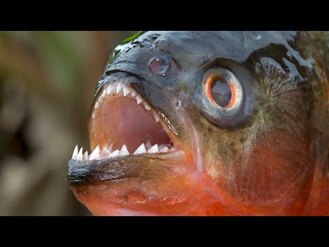 Piranha - The Predatory Fish From South America / Documentary