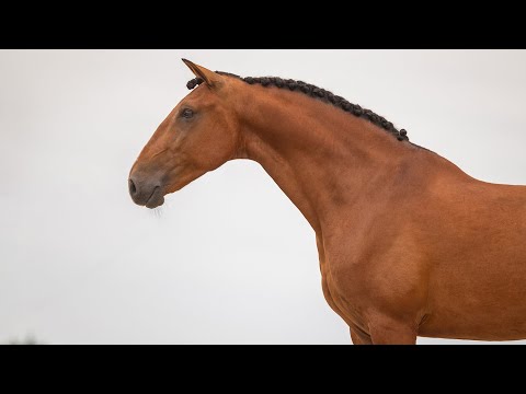 **SOLD** Promising 5YO Lusitano gelding - baroque beauty with top personality (REF#814)