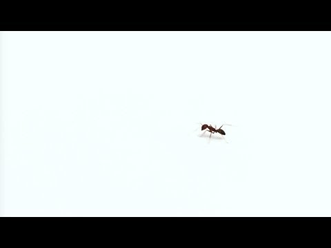 RAUL MISTURADA- SEU MERDA