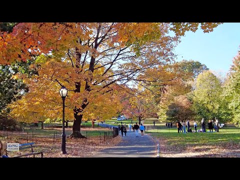 [4K] Central Park with Fall Foliage - Virtual Walking Tour in New York City