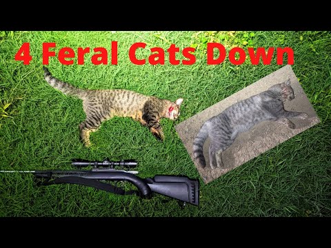 Shooting Cats and Trying To Outsmart The Trap Scratchers Part 1