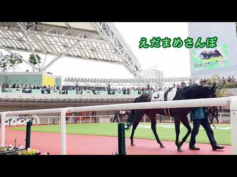 2022.11.20 阪神競馬場 1R  パドック