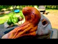 Battle Scars Part 2 🫣on Goofy Duck George In Paradise Creek With The Crew