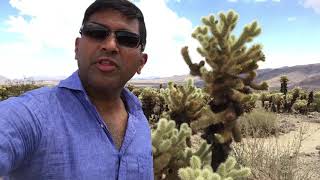 Big Man come Hug the Cactus Tree