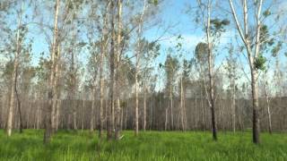 Thievery Corporation - One