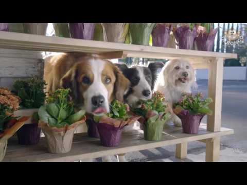 Doritos Dogs Super Bowl commercial