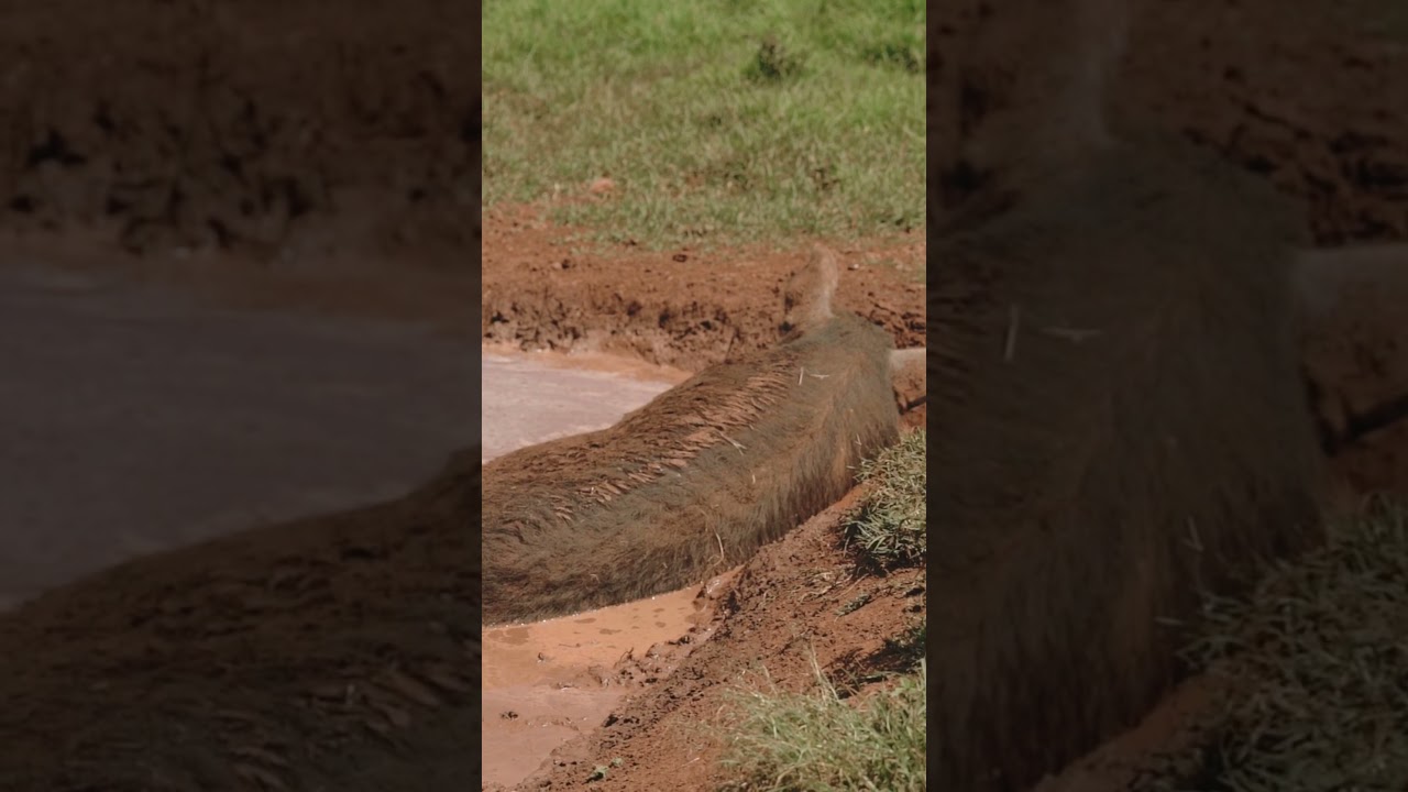 YouTube Short thumbnail