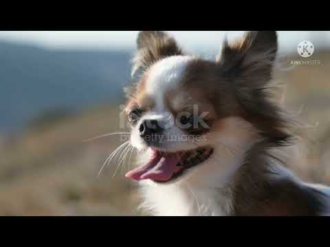 Fannay Dogs Video কুকুর 2021 best of looking dog/#BALUR#CHOR