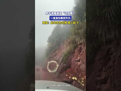 0男子清晨邂逅“白凤凰”，一查身份果然不凡，网友：此鸟名为白鹇，很少起飞！ #万万没想到