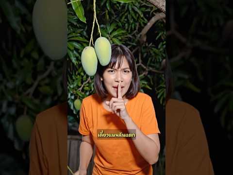 ใครกันนะ! ที่ขโมยมะม่วงทั้งสวนไป🥭☠️