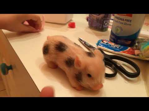 Silicone Pig Box Opening