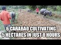 Cultivating rice field using carabao / kalabaw