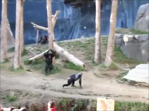 Steam Community :: Video :: CHIMP EVENT
