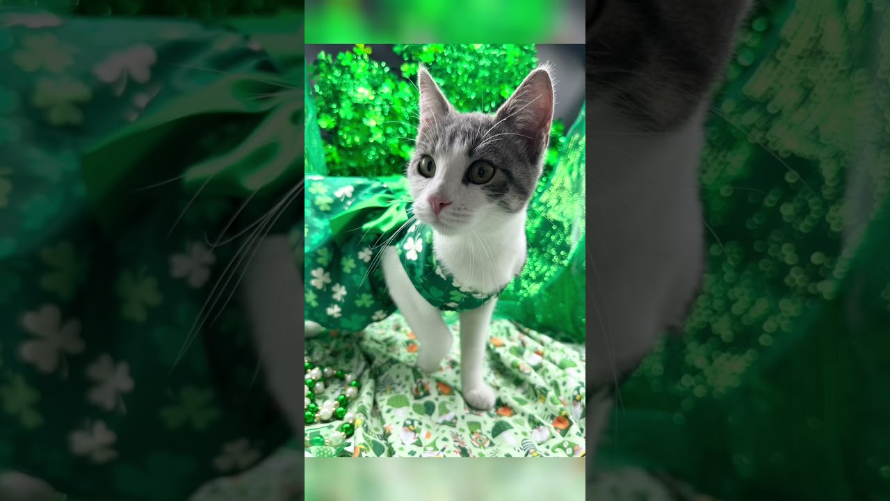 Willow (Wynter), a ADOPTABLE Domestic Short Hair in HUNTINGTON BEACH, CA video 3/6