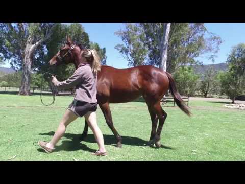 Magic Millions preview