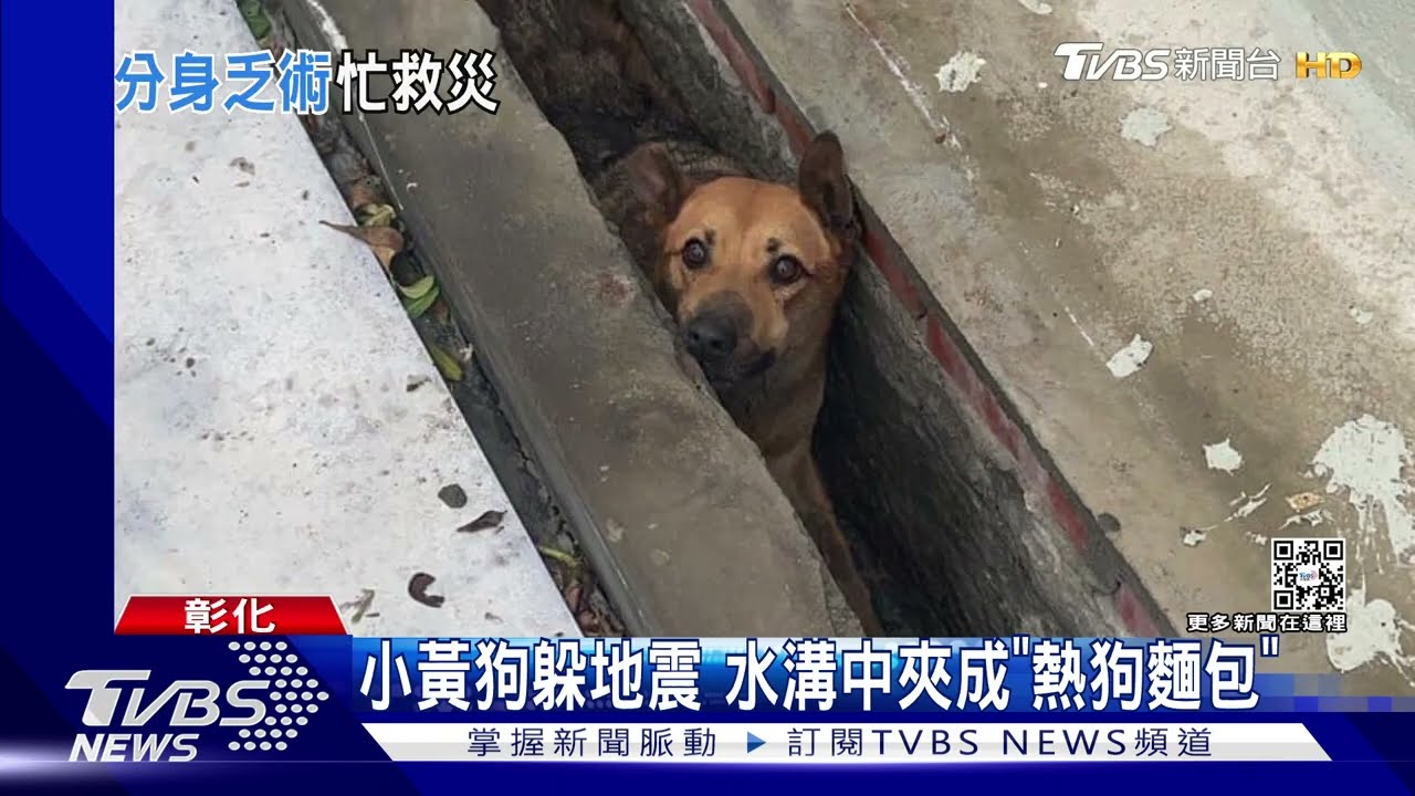 小黃狗躲地震 水溝中夾成「熱狗麵包」