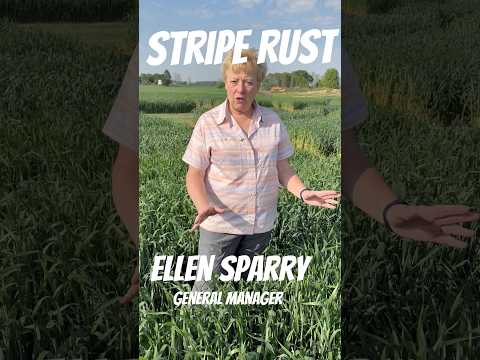 Watch out for stripe rust, scout, see, spray #dont trusttherust #seriousaboutwheat #thewheatteam