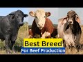Top 5 Best Cattle Breed For Meat In The World