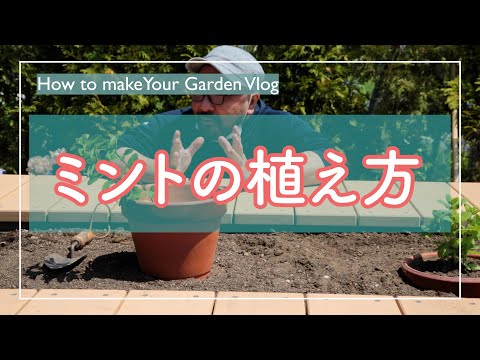 ミントを植える場所