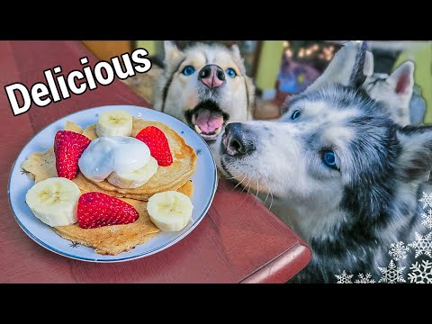 download lagu mp3 mp4 Dog Pancakes, download lagu Dog Pancakes gratis, unduh video klip Dog Pancakes