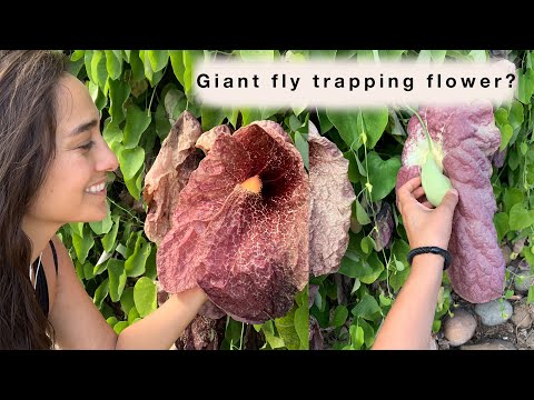 download lagu mp3 mp4 Aristolochia Brasiliensis, download lagu Aristolochia Brasiliensis gratis, unduh video klip Aristolochia Brasiliensis