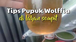 Wolffia Lahan Sempit, Bagaimana Cara Pupuknya?