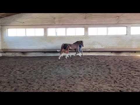 Pony-Stutfohlen von FS Numero Uno aus Papperlapapp WE von TB My Mobility